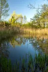 Dragonflies' pond