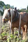 Domaine du Colombier - Vialle Florent et David