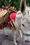 Go for a trip with donkeys of Camin'âne