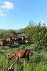 La Ferme de Craux