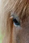 Balades à poneys à Crussol