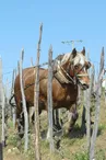 Winery Rouchier