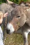 Randonnée avec un âne - Carab'âne