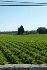 Les Vignes