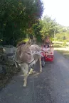 Balade en escargoline avec Carab'Âne