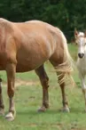 Ferme Equestre Chavetourte