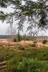 La verrerie peat bog