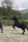 Activités équestres à la Maison des poneys