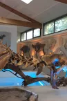 Natural history museum of Ardèche : fossils and dinosaurs