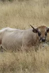 Gaec la Ferme de Claut - Alexandre Perrier