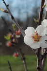 Les Jardins de Chanabier