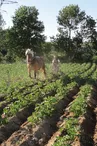 Ferme de Chazal