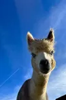 Les Alpacas de Fons