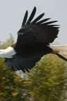 Ecoparc du Rocher des Aigles