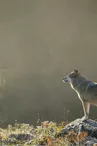 Parc animalier Les Loups de Chabrières