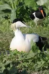 Les Oiseaux du Marais Poitevin, Parc Ornithologique