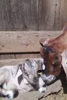 Ferme pédagogique des Bornottes