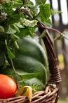 Légumes bio de la Ferme de la Salamandre_1