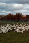 Produits frais et conserves de canards gras - Ferme de Lauzanne_1