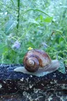 Des Escargots sur un Plateau_3