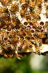 honey-bees-401238_1280 