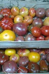 Colection-de-tomate-2048x1536