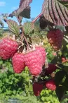 Fruits rouges de Calavret