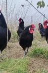 Poules noires