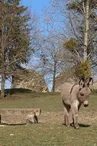 Ânes du parc animalier de Bourg-le-Roi 