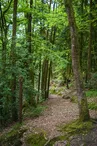 Forêt domaniale de Sillé 